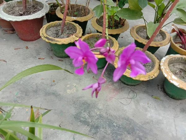 Flor Cor Rosa Com Árvore Verde Jardim — Fotografia de Stock