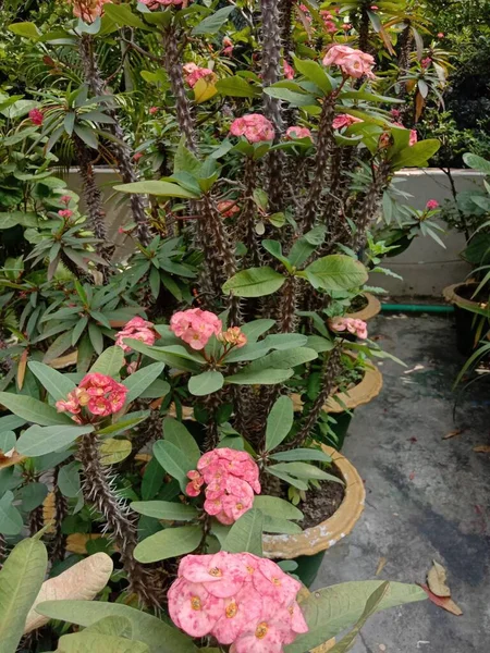 Rose Fleur Couleur Avec Arbre Vert Sur Jardin — Photo