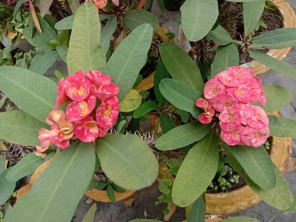 Roze Kleur Bloem Met Groene Boom Tuin — Stockfoto