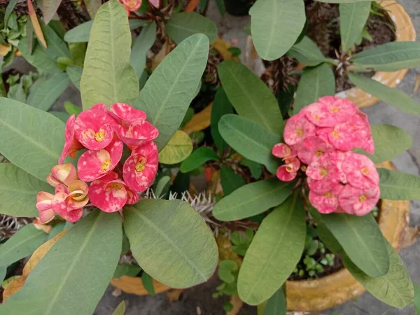 Fiore Colore Rosa Con Albero Verde Sul Giardino — Foto Stock