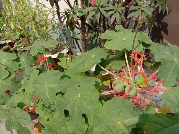 庭に緑の木がある赤い色の花 — ストック写真