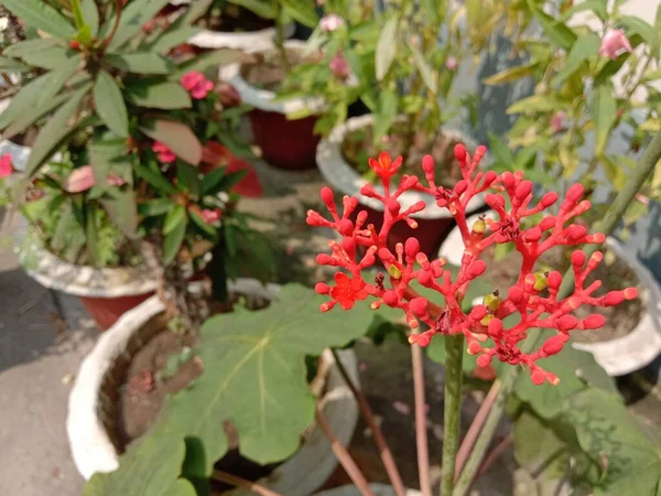 Flor Cor Vermelha Com Árvore Verde Jardim — Fotografia de Stock