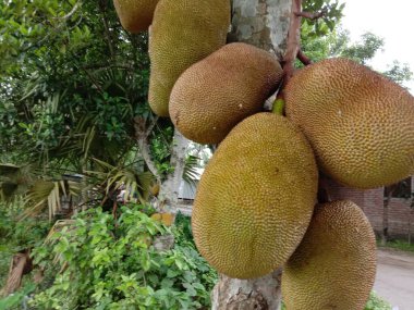 Lezzetli ve sağlıklı meyveler ağaçta.