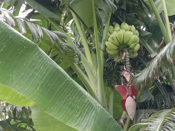 農場のバナナの木の上に花を咲かせ — ストック写真