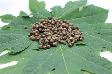 Papaya tohumları çiftçilik için yeşil yaprak üzerinde stok