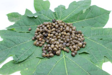 Papaya tohumları çiftçilik için yeşil yaprak üzerinde stok