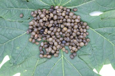 Papaya tohumları çiftçilik için yeşil yaprak üzerinde stok