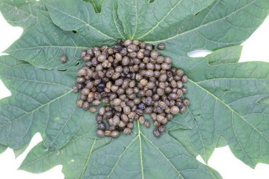 Papaya tohumları çiftçilik için yeşil yaprak üzerinde stok