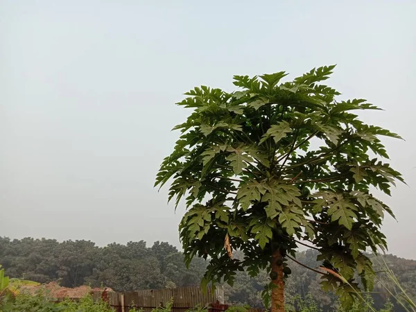 Drzewo Papaja Zielonym Liściem Farmie — Zdjęcie stockowe