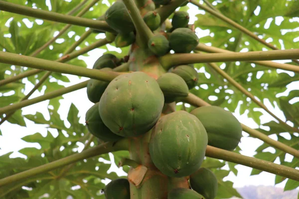 Papaye Verte Saine Sur Arbre Dans Jardin — Photo