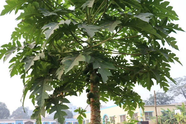 Árbol Papaya Con Hoja Verde Granja — Foto de Stock