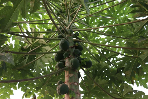 Gesunde Grüne Papaya Auf Baum Garten — Stockfoto