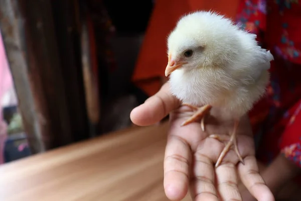 white colored small chicken closeup on hand