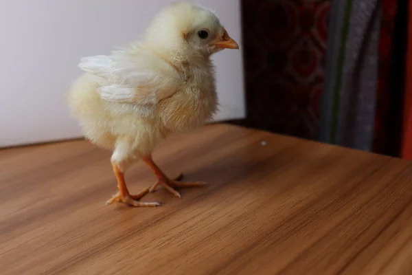 Beyaz Renkli Küçük Tavuk Ahşap Masaya Yakın Plan — Stok fotoğraf