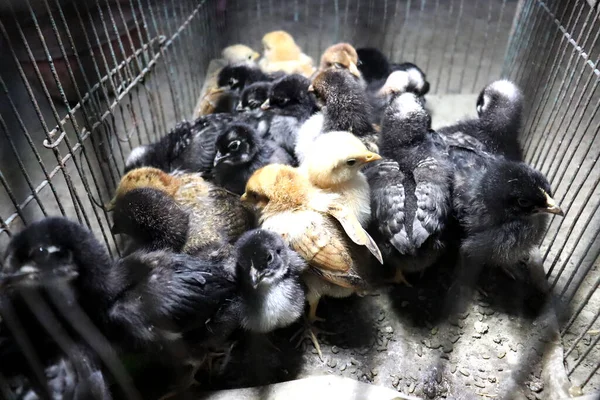 Siyah Renkli Küçük Tavuk Çiftlikte Yakın Plan — Stok fotoğraf