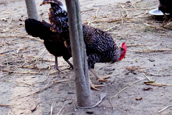 Gros Plan Poulet Noir Brun Ferme — Photo