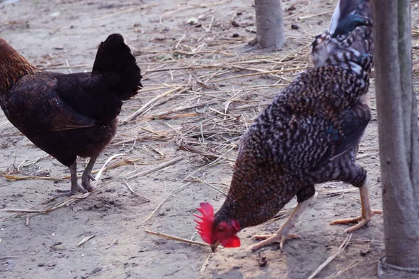 Gros Plan Poulet Noir Brun Ferme — Photo