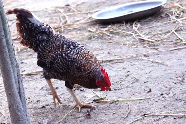 Primer Plano Pollo Color Negro Marrón Granja — Foto de Stock