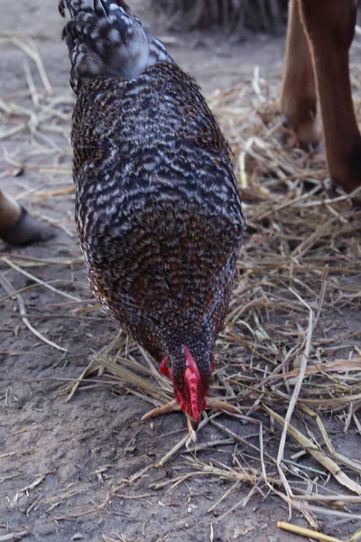 Siyah Kahverengi Tavuk Çiftlikte Yakın Plan — Stok fotoğraf