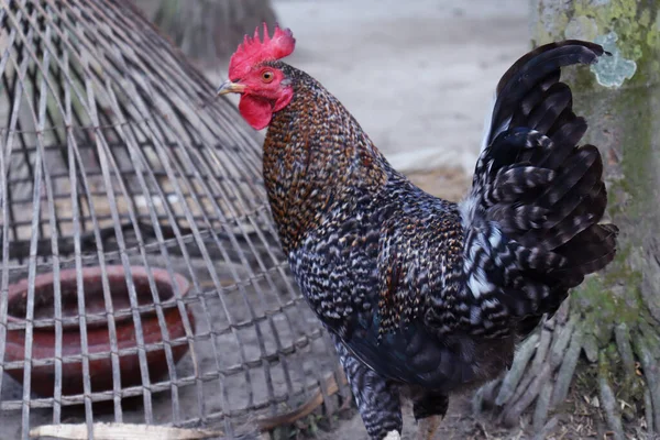 Fekete Barna Színű Csirke Közelkép Gazdaságban — Stock Fotó