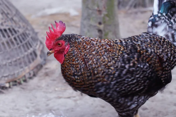 Gros Plan Poulet Noir Brun Ferme — Photo