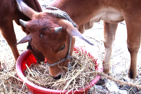 Brown Colored Cow Closeup Farm — Stock Photo, Image