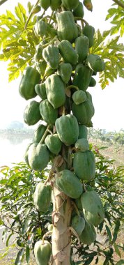 sağlıklı yeşil papaya çiftlikteki ağaçta