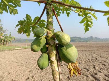sağlıklı yeşil papaya çiftlikteki ağaçta