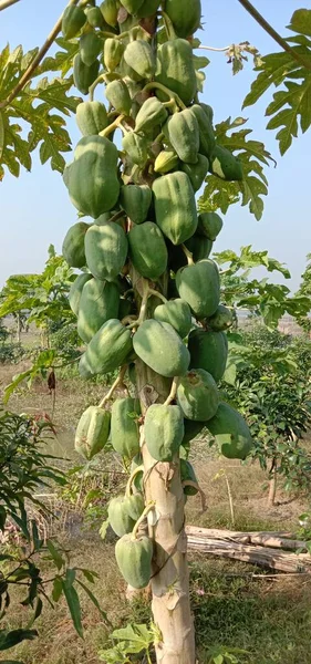 Gezonde Groene Papaja Boerderij — Stockfoto