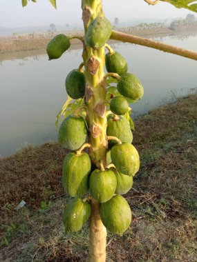 sağlıklı yeşil papaya çiftlikteki ağaçta