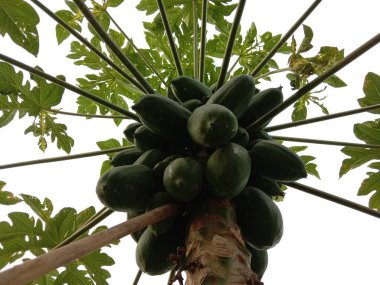 sağlıklı yeşil papaya bahçede ağaçta