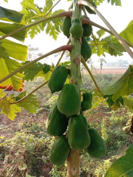 Papaya Verde Sana Árbol Granja — Foto de Stock