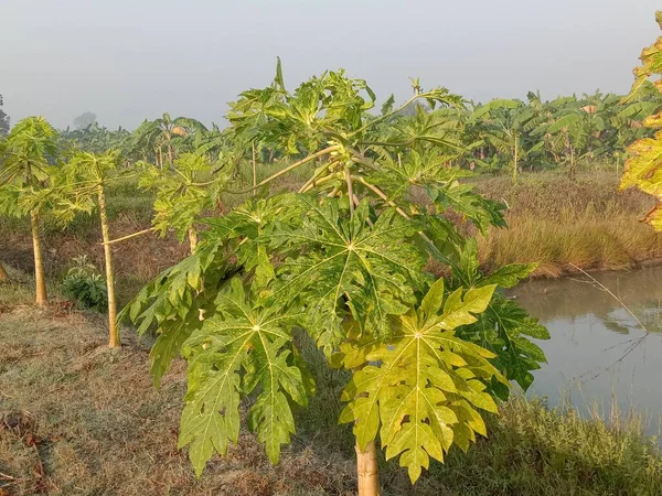 Papaja Drzewo Zbliżenie Jeziorze Dla Rolnictwa — Zdjęcie stockowe