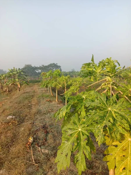 Çiftçilik Için Göldeki Papaya Ağacı — Stok fotoğraf