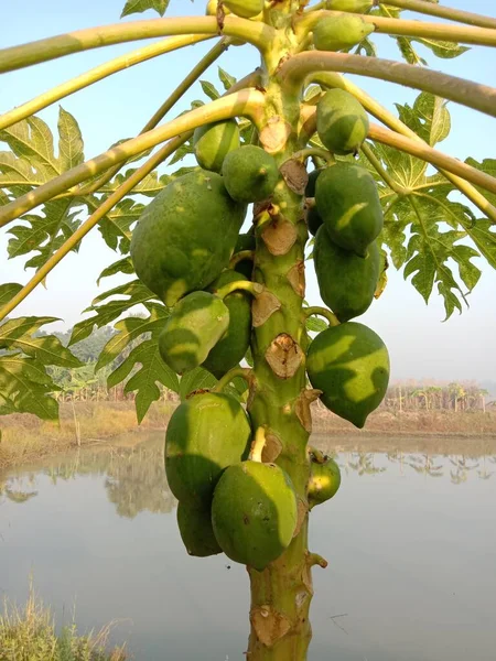 Zdrowe Zielone Papaja Drzewie Gospodarstwie — Zdjęcie stockowe