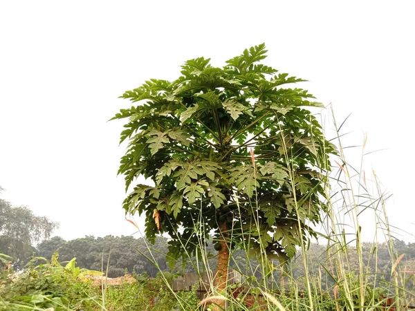 Παπάγια Δέντρο Πράσινο Φύλλο Στο Αγρόκτημα — Φωτογραφία Αρχείου