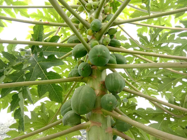 Smaczne Zdrowe Surowce Papai Drzewie — Zdjęcie stockowe