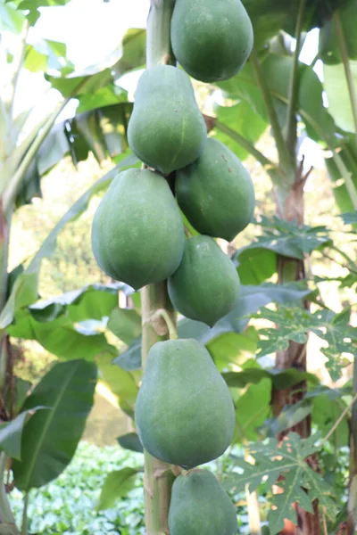 Caldo Papaya Cruda Verde Saludable Árbol Granja — Foto de Stock