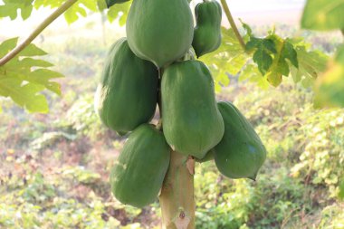 healthy green raw papaya stock on tree in farm
