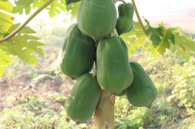 healthy green raw papaya stock on tree in farm