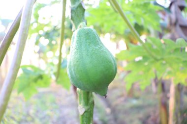 healthy green raw papaya closeup on tree in farm