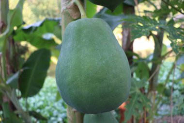 healthy green raw papaya closeup on tree in farm