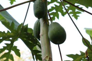 healthy green raw papaya stock on tree in farm
