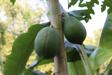 healthy green raw papaya stock on tree in farm