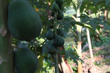 healthy green raw papaya stock on tree in farm