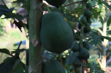 healthy green raw papaya stock on tree in farm