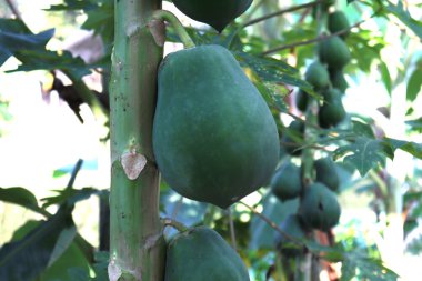 healthy green raw papaya stock on tree in farm