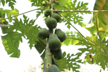 healthy green raw papaya stock on tree in farm
