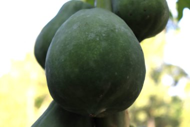 healthy green raw papaya stock on tree in farm
