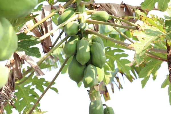 Caldo Papaya Cruda Verde Saludable Árbol Granja — Foto de Stock